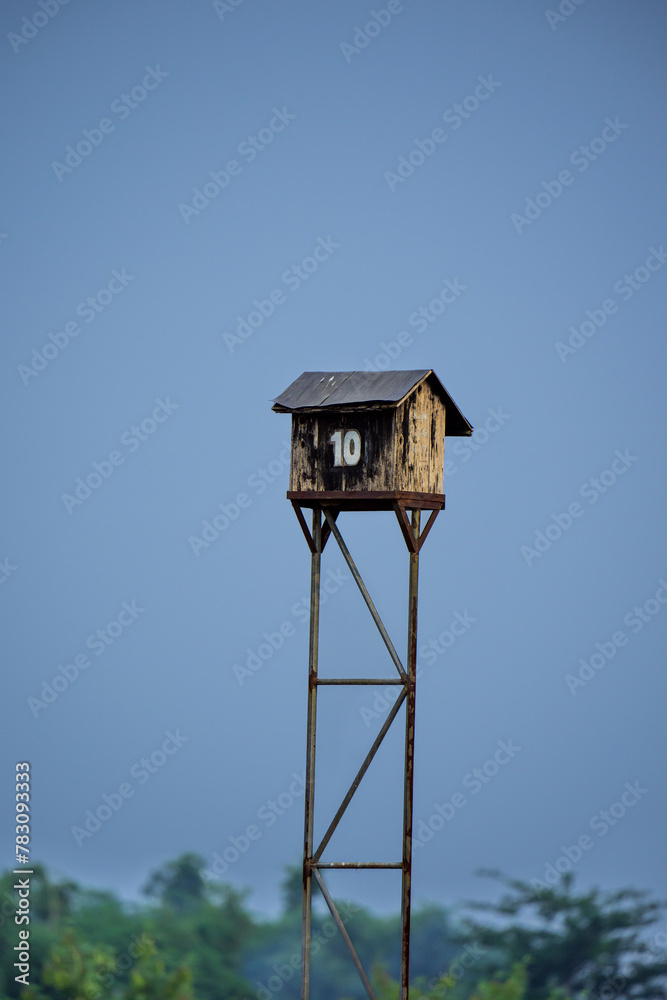 bird nest bird nest