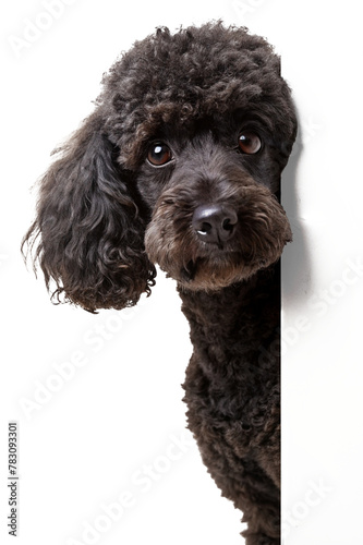 Black toy poodle peeking around the corner isolated on transparent background, perfect for laying over artwork