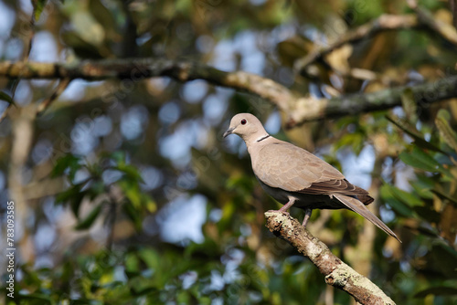 Eurasian Collared-Dove, Streptopelia decaocto, Jhalana, Rajasthan, India