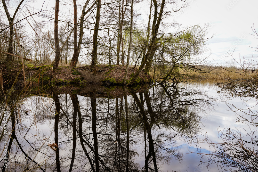Obraz premium reflection of trees in the water