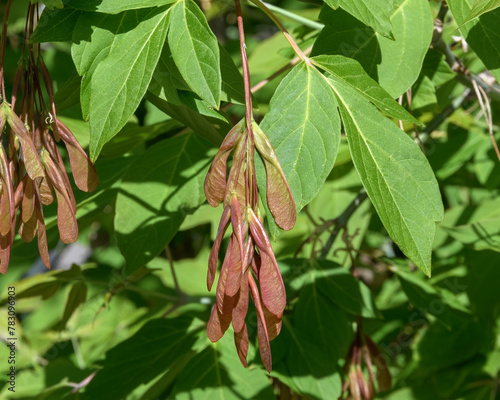 A bunch of green-red maple fruits, called two-wings, against the background of fresh spring leaves of the tree (trefoils). High contrast image in direct sunlight