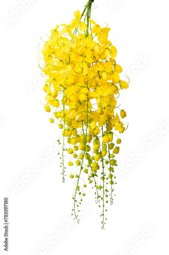 cassia flower isolated on white background, Konna poov vishu background