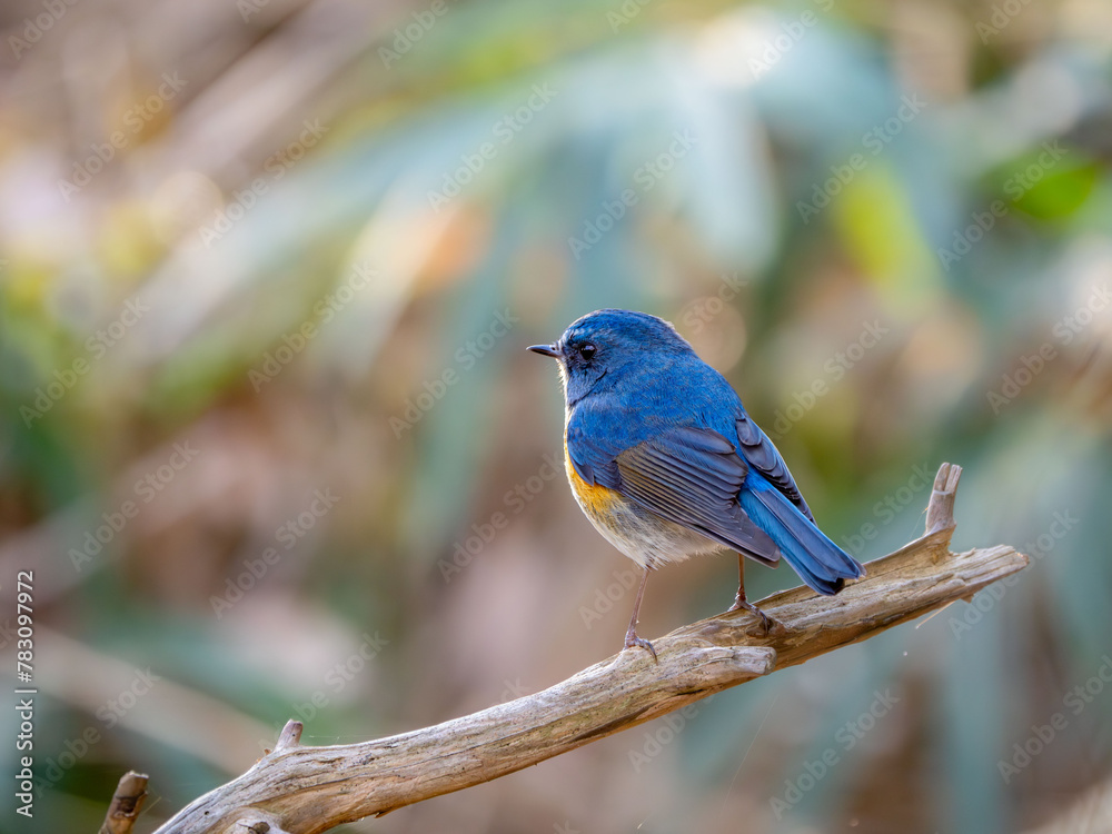 Naklejka premium 森の中で枝に留まっているルリビタキの雄