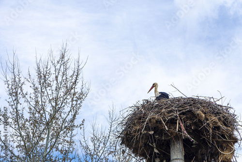 The stork family is living in their nest