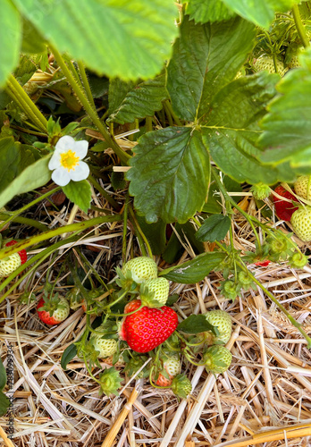 close up of fresh strawberries growing on a field. Organic plantation concept.