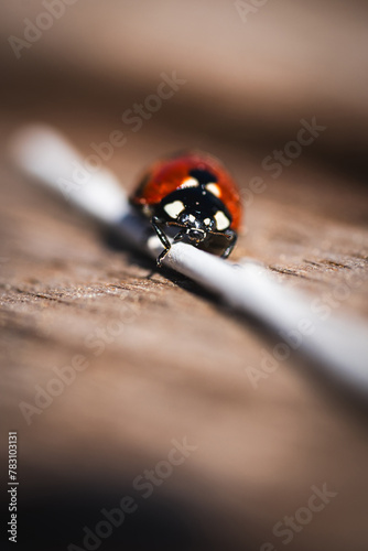 close up photo of ladybug on a stick