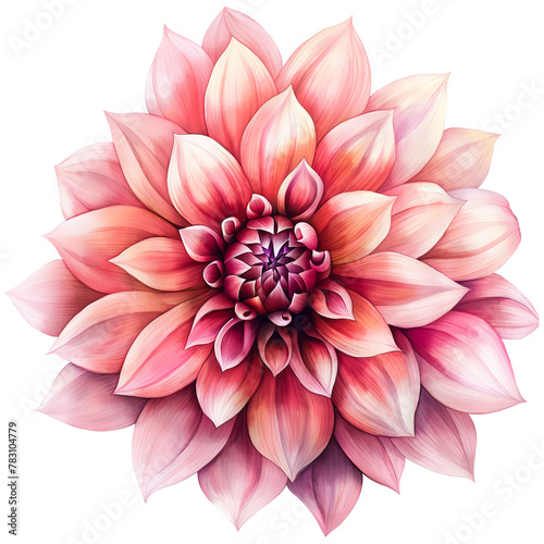 Dahlia flower in watercolor style isolated on transparent background