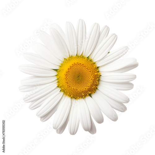 Chamomile flower cutout isolated on transparent background
