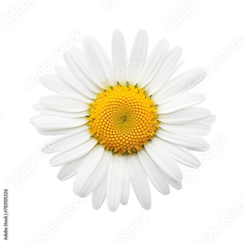 Chamomile flower isolated on transparent background