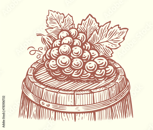 Bunch of grapes with leaves on wooden barrel. Wine, winery sketch vintage vector illustration