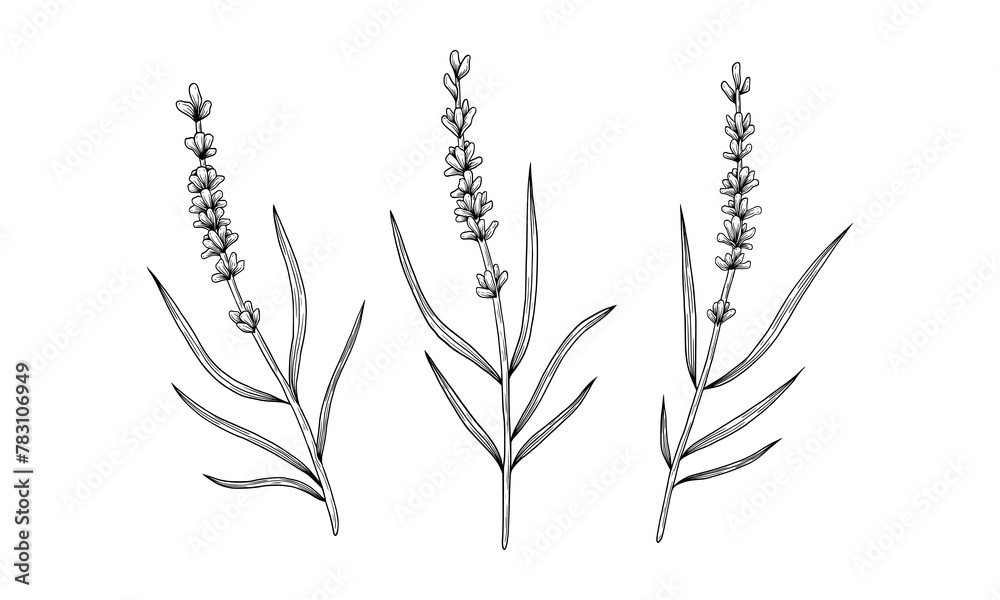 vector black and white hand drawn lavender sprig vector black and white hand drawn lavender sprig