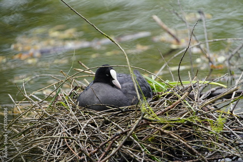 Breeding Eurasian coot (Fulica atra), also known as the common coot, or Australian coot, is a member of the rail and crake bird family, the Rallidae. Hanover, Germany.