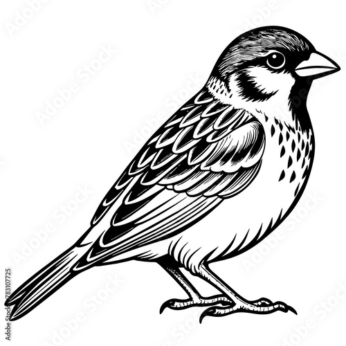 sparrow silhouette vector art illustration 