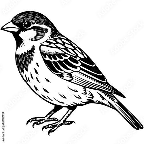 sparrow silhouette vector art illustration 