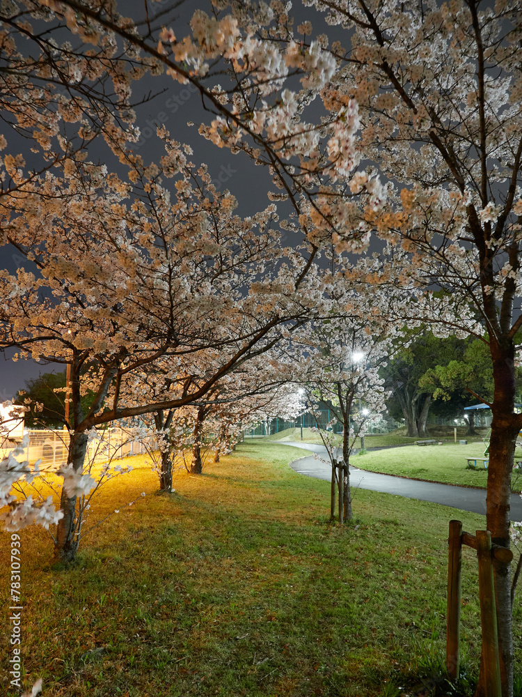 Fototapeta premium 春の夜の公園の満開の桜の風景