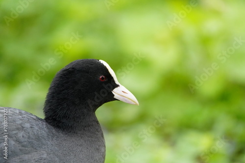 The coot (Fulica atra), also known as the common coot, or Australian coot, is a member of the rail and crake bird family, the Rallidae. Hanover, Germany. photo