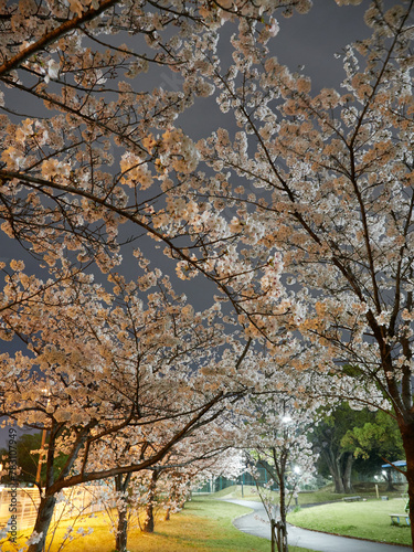 春の夜の公園の満開の桜の風景