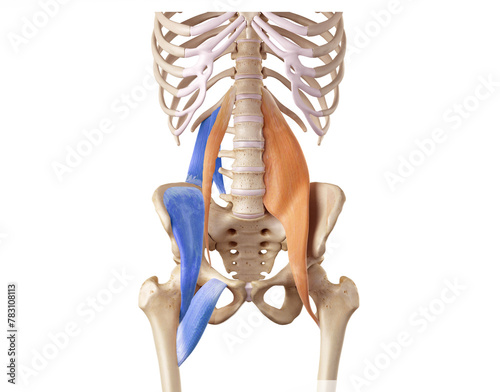 Hip and lower back of the deep front line - pectineus, psoas minor, psoas major, quadratus lumborum, iliacus