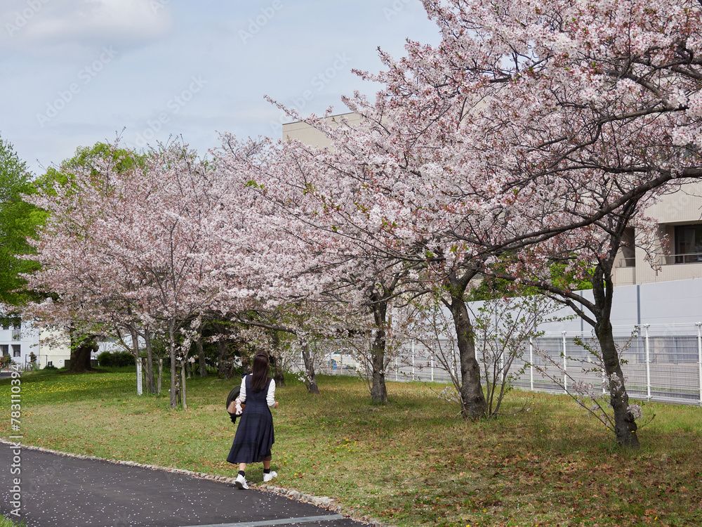 春の公園で満開の桜を見る若い女性の姿