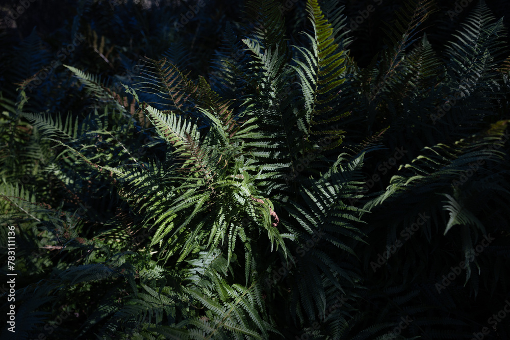 green fern in the sun green fern in the sun
