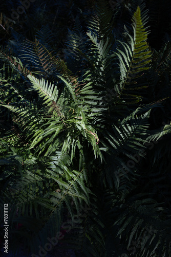 fern leaves