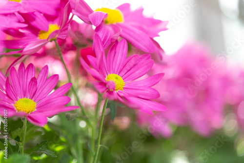slightly defocused pink flowers close-up on a bright background