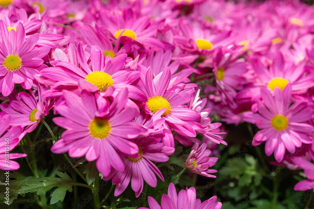 pink flowers with yellow stamen centers close-up pink flowers with yellow stamen centers close-up
