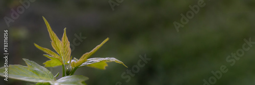 Maple foliage in spring, banner © Natali
