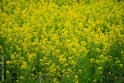 Yellow Canola Flower or Rape Blossoms during Spring. - 日本 黄色い花 菜の花