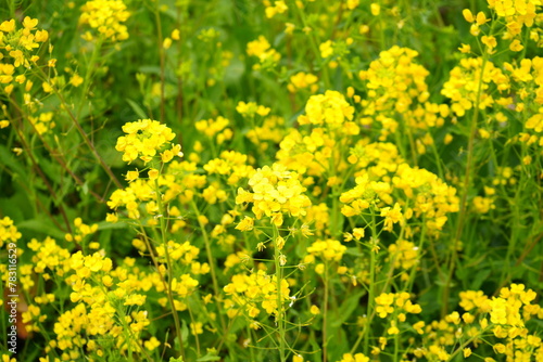 Yellow Canola Flower or Rape Blossoms during Spring. -                              