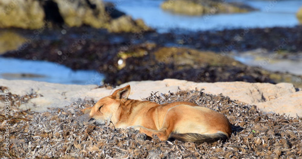 Rudy pies śpiący w suchych wodorostach na plaży Morza Śródziemnego - obrazy, fototapety, plakaty 