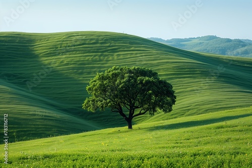 Lone tree in green rolling hills
