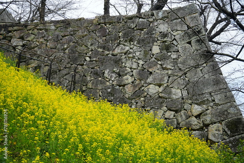 Stone Wall of Tsuyama Castle over Yellow Canola Flower or Rape Blossoms during Spring. - 日本 黄色い菜の花と津山上の石垣 photo