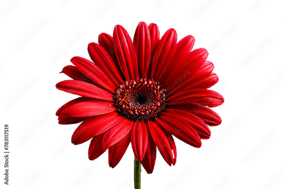 red gerber daisy transparent background