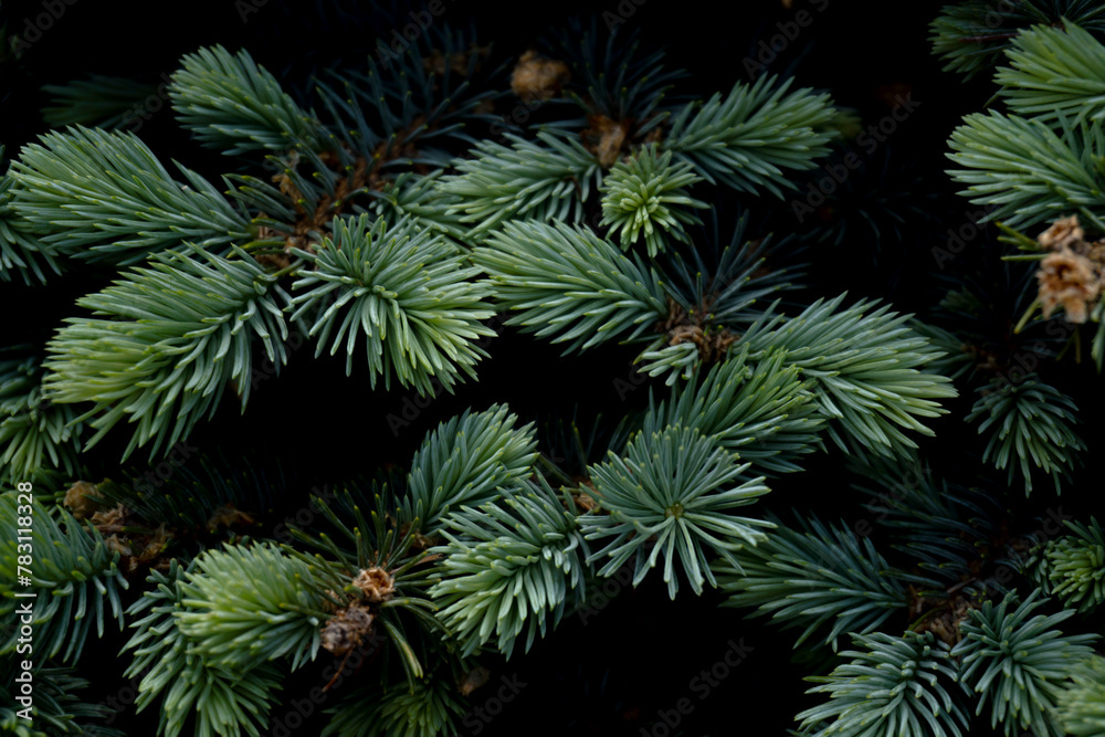 Blue pine in spring close-up Blue pine in spring close-up