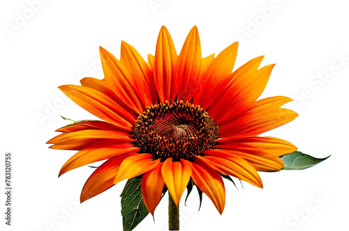 orange gerber daisy transparent background