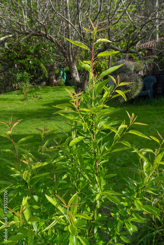 Young almond tree grows in a garden in spring