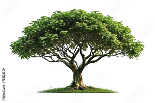 tree isolated transparent background