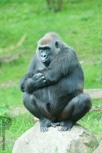 Schilderij op canvas beautiful majestic Gorillas in their habitat