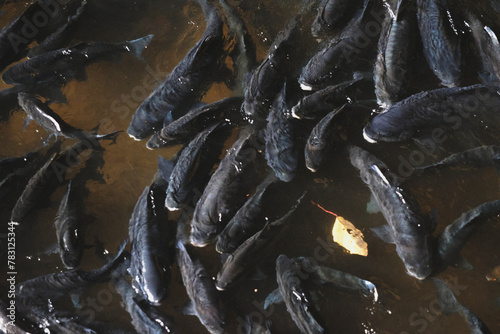 fish in Nam Lod Cave Tourist attraction in Tham Lot, Thailand