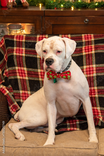 Boxer Posing for his Photo shoot during Christmas time with such a lovable face