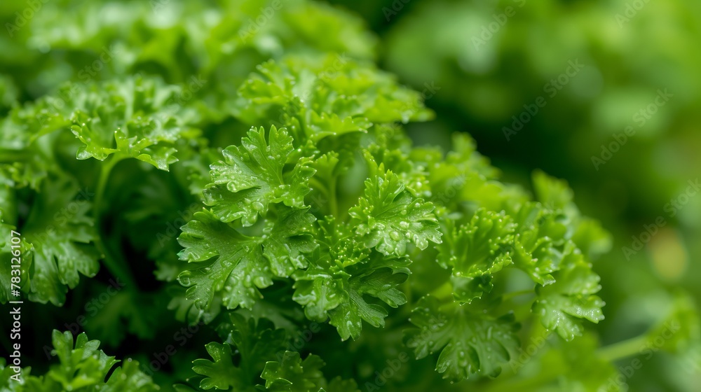Growing cilantro harvest and producing vegetables cultivation. Concept of small eco green business organic farming gardening and healthy food Growing cilantro harvest and producing vegetables cultivation. Concept of small eco green business organic farming gardening and healthy food
