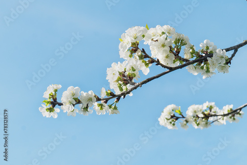 Close-up of cherry blossoms against blue sky creating a dreamy atmosphere. Copy space background.