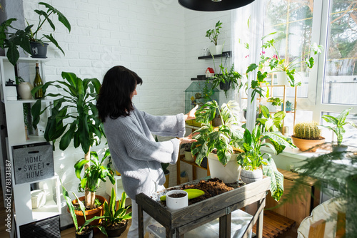  Woman holds home plant rare variegate monstera Alba into pot in home interior.  photo