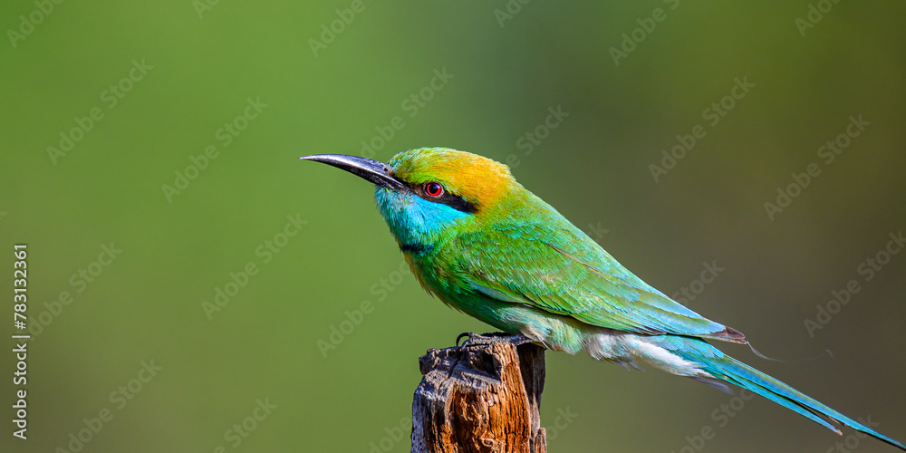Fototapeta premium &nbsp;Beautiful nature and beautiful bird