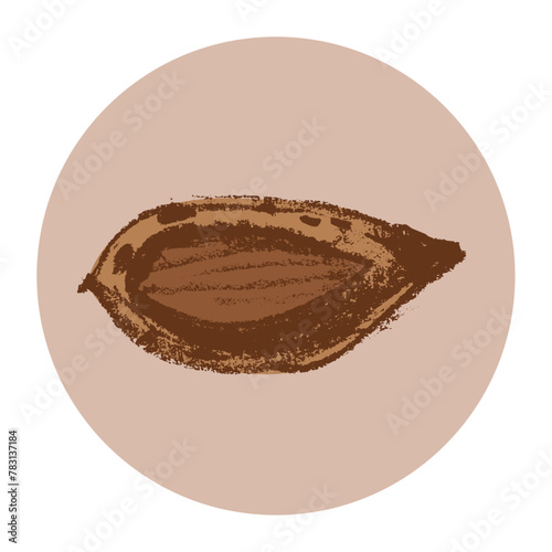 Vector hand-drawn illustration almond. Color charcoal drawing of almond nut for marzipan paste label design or almond butter packaging. Botanical sketch for ketogenic diet banner.