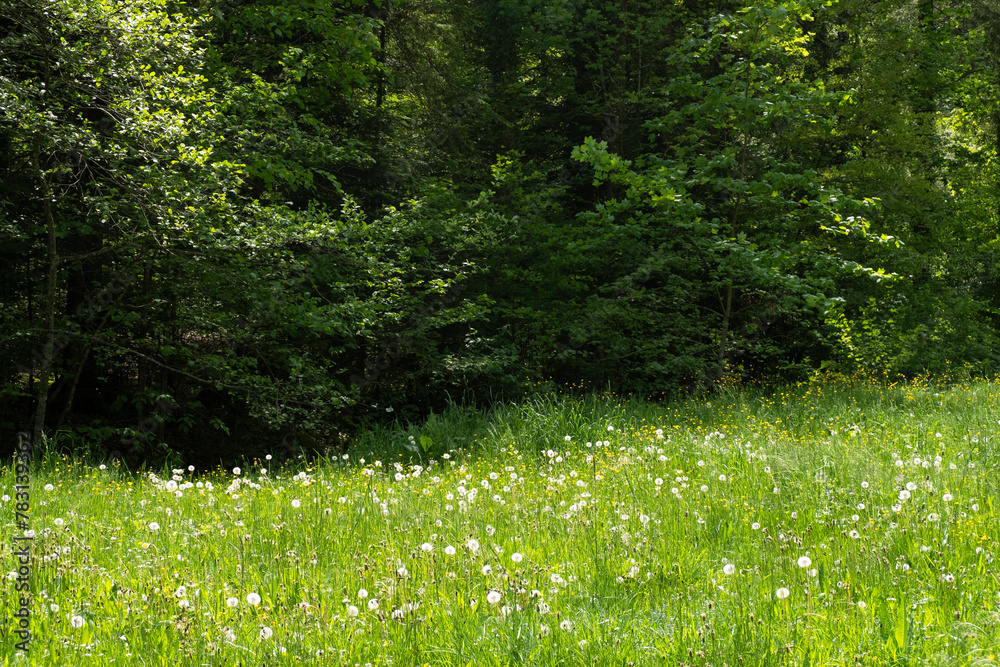 Green, juicy, spring high grass at the edge of the forest. Meadow forest background.