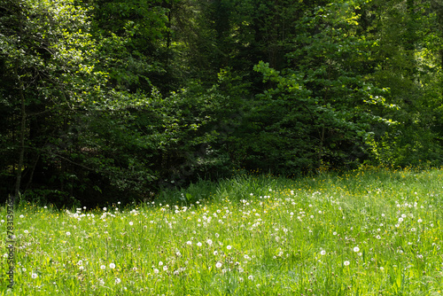 Green,  juicy, spring high grass at the edge of the forest. Meadow forest background.