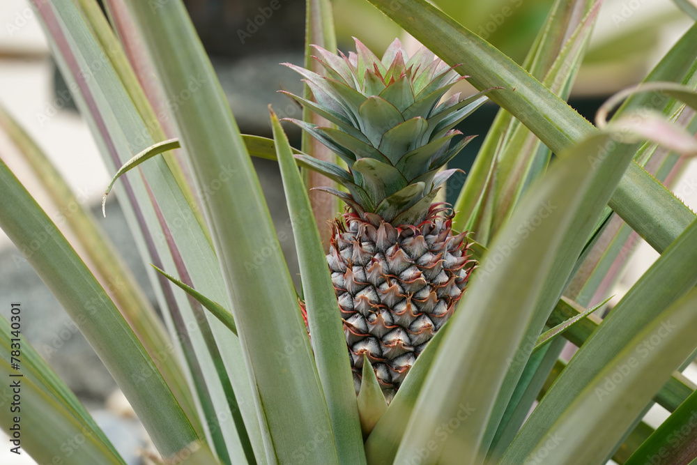 Ripe pineapple on pineapple plant. Ready to harvest Ripe pineapple on pineapple plant. Ready to harvest