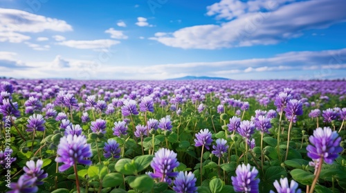 field blue clover